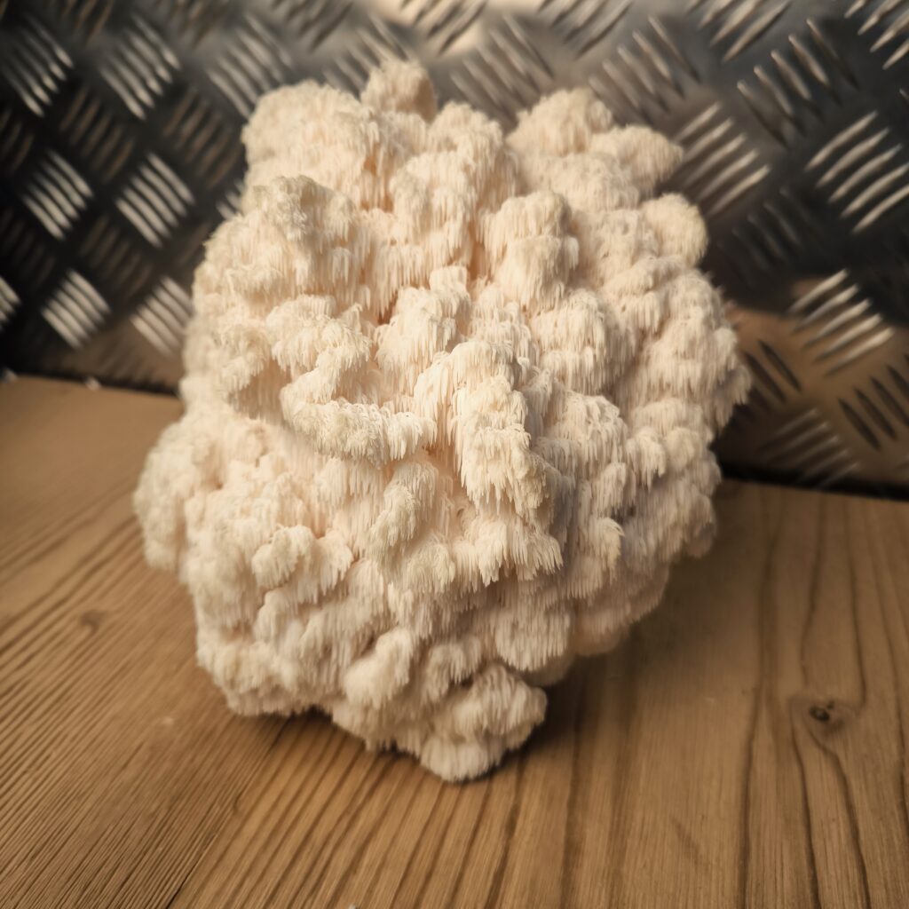 Ästiger Stachelbart - Hericium coralloides