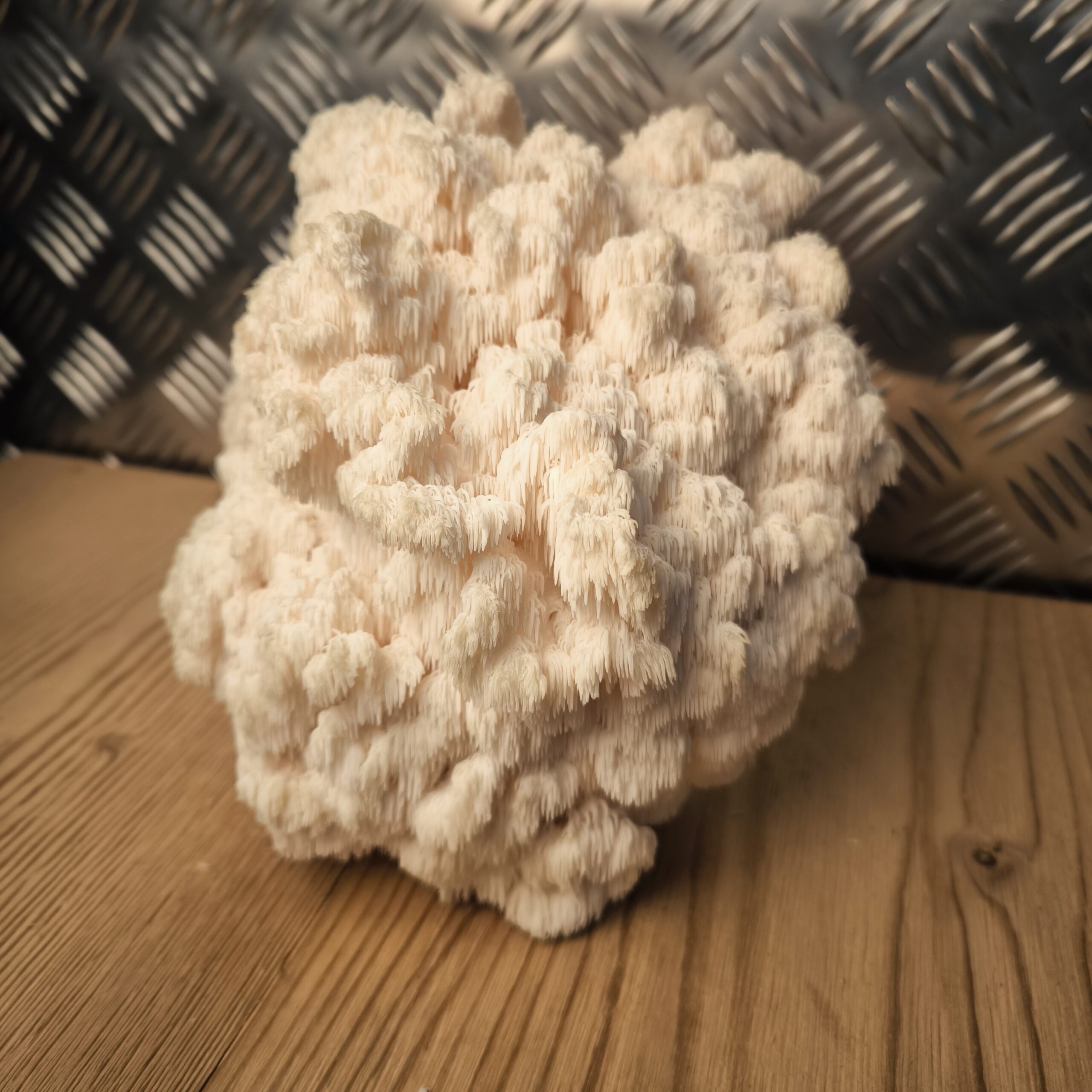 Ästiger Stachelbart - Hericium coralloides