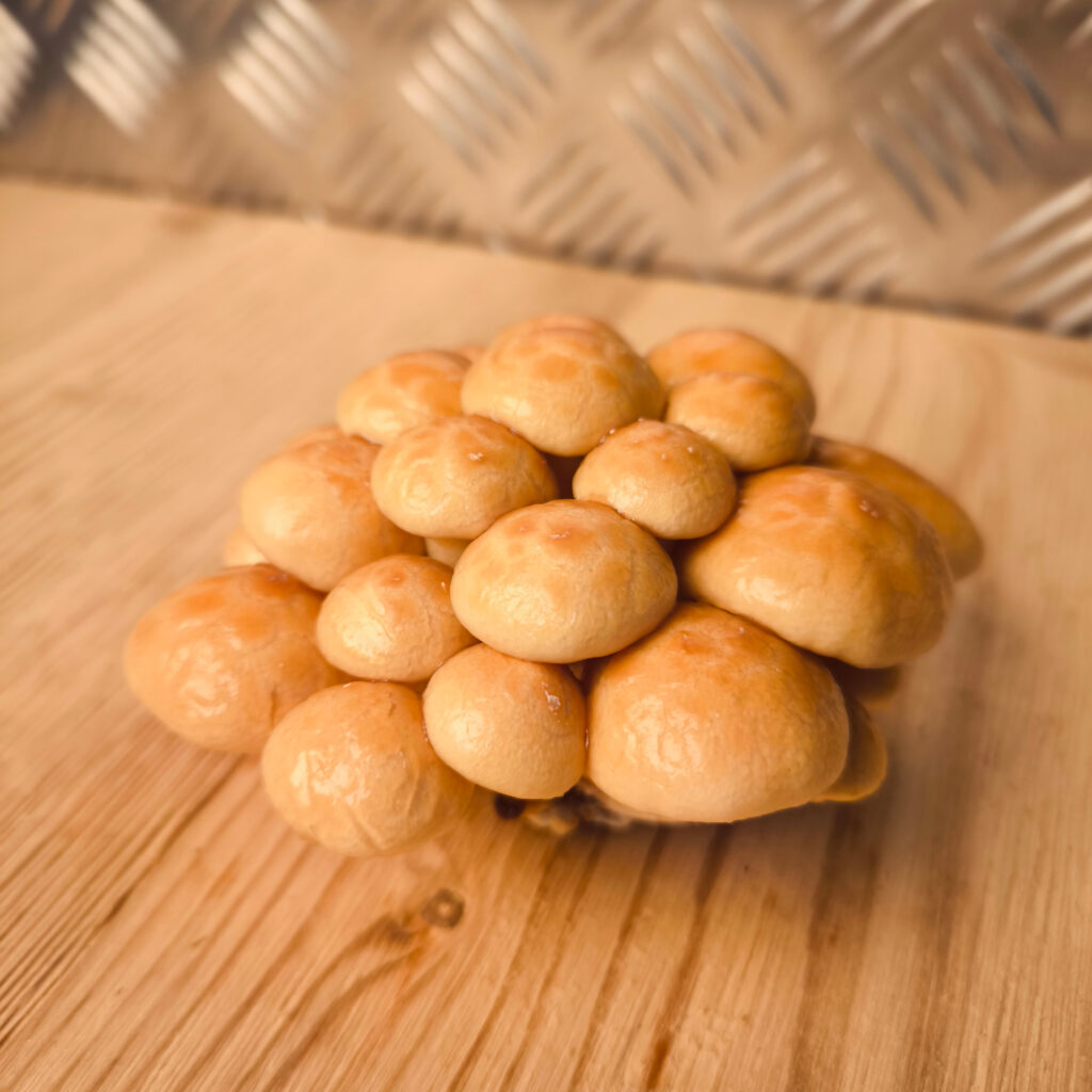 Nameko - Pholiota nameko
