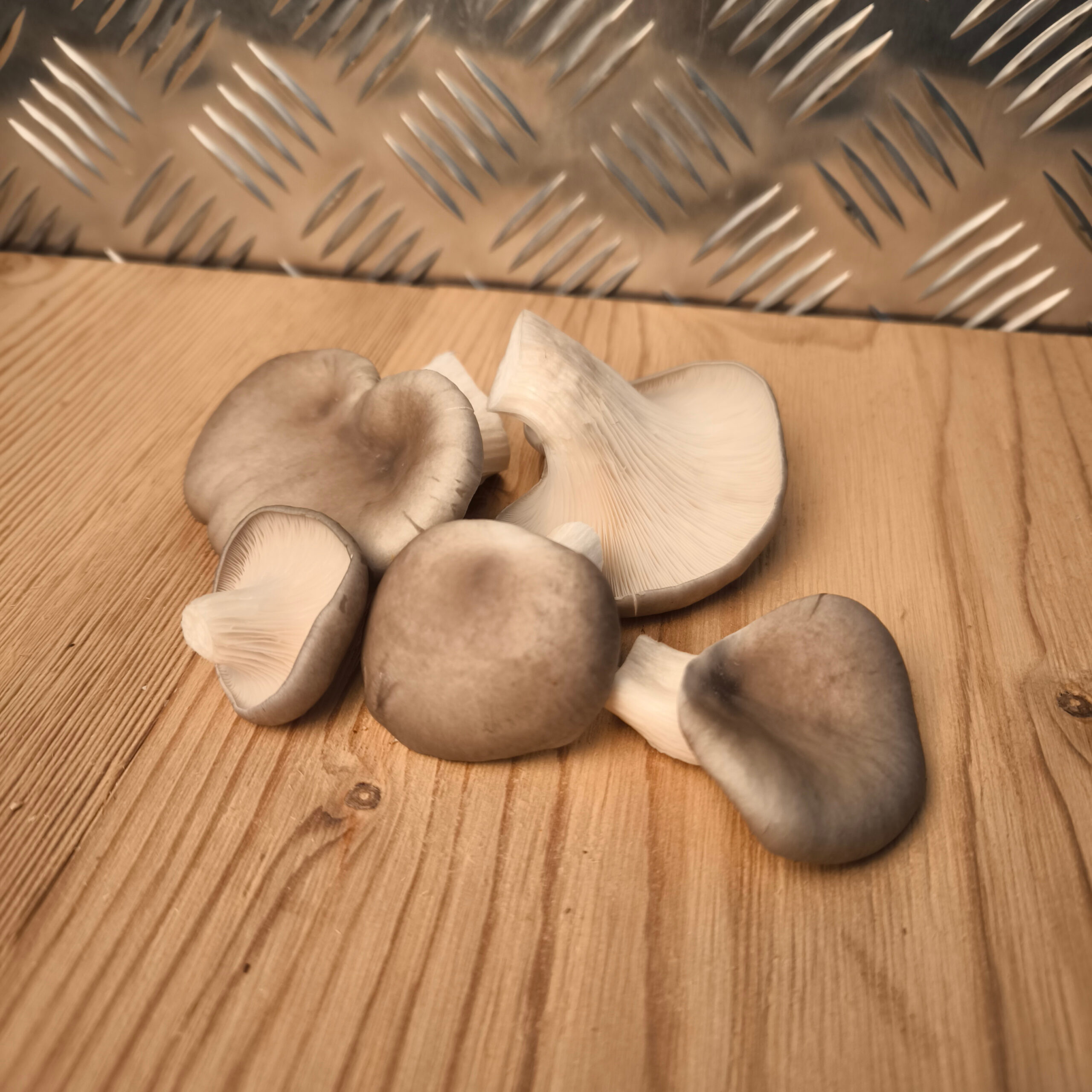 Austernseitling - Pleurotus ostreatus