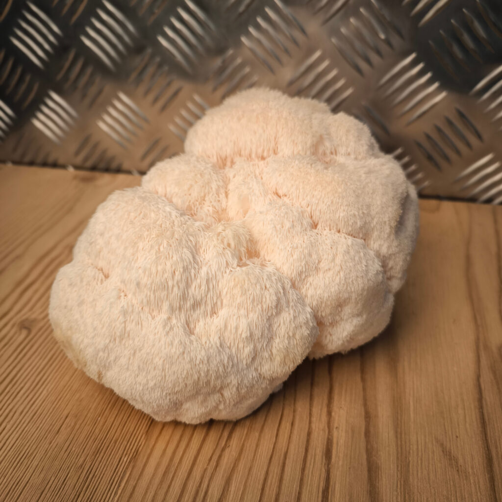 Igelstachelbart - Lion's Mane - Pom Pom blanc - Hericium erinaceus