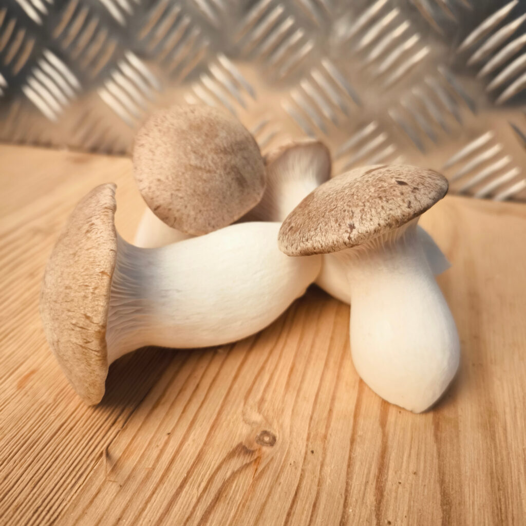 Kräuterseitling - Pleurotus eryngii