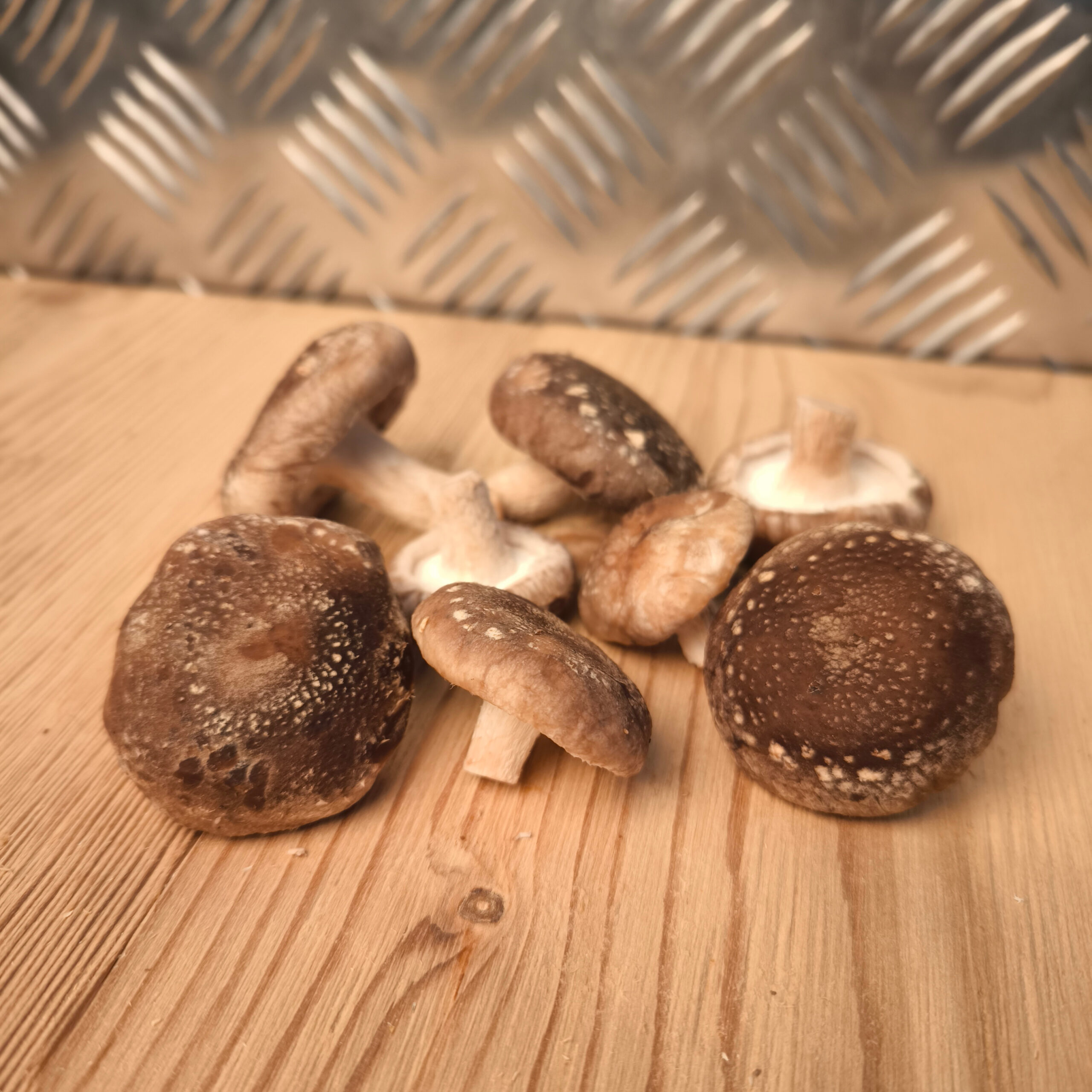 Shiitake - Lentinula edodes