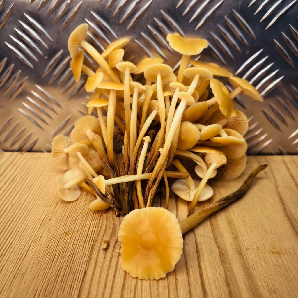 Enoki - Flammulina velutipes