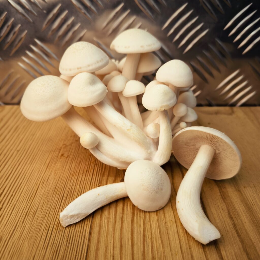 Shimeji - Hypsizygus tessulatus